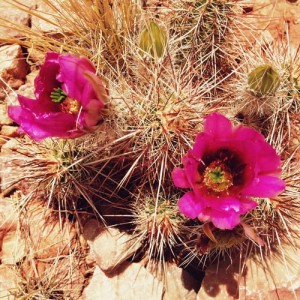 Blooming cactus on the Grandview Trail