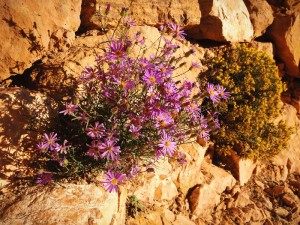 Purple and yellow wildflowers grow from a rock wall along the South Kaibab Trail