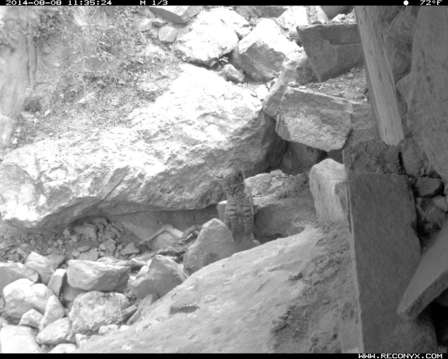 Camera trap photo of baby bobcat at Grand Canyon National Park