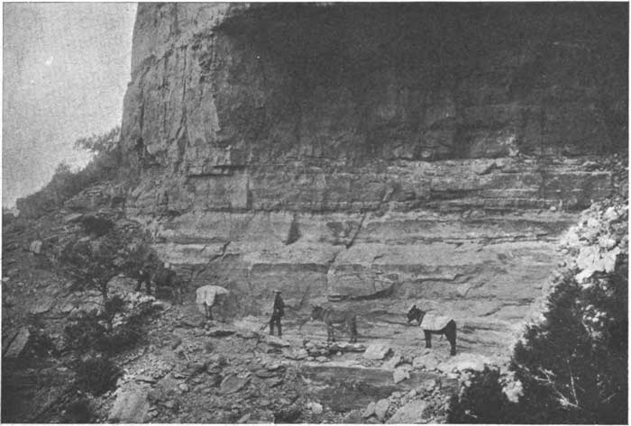 1890s photograph of John Hance and mules on one of his Grand Canyon trails.