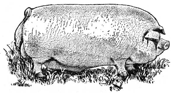 An illustration of a pig from a 1902 book titled "Hogology."